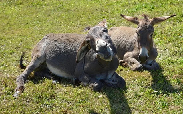 Rythme cardiaque ay repos